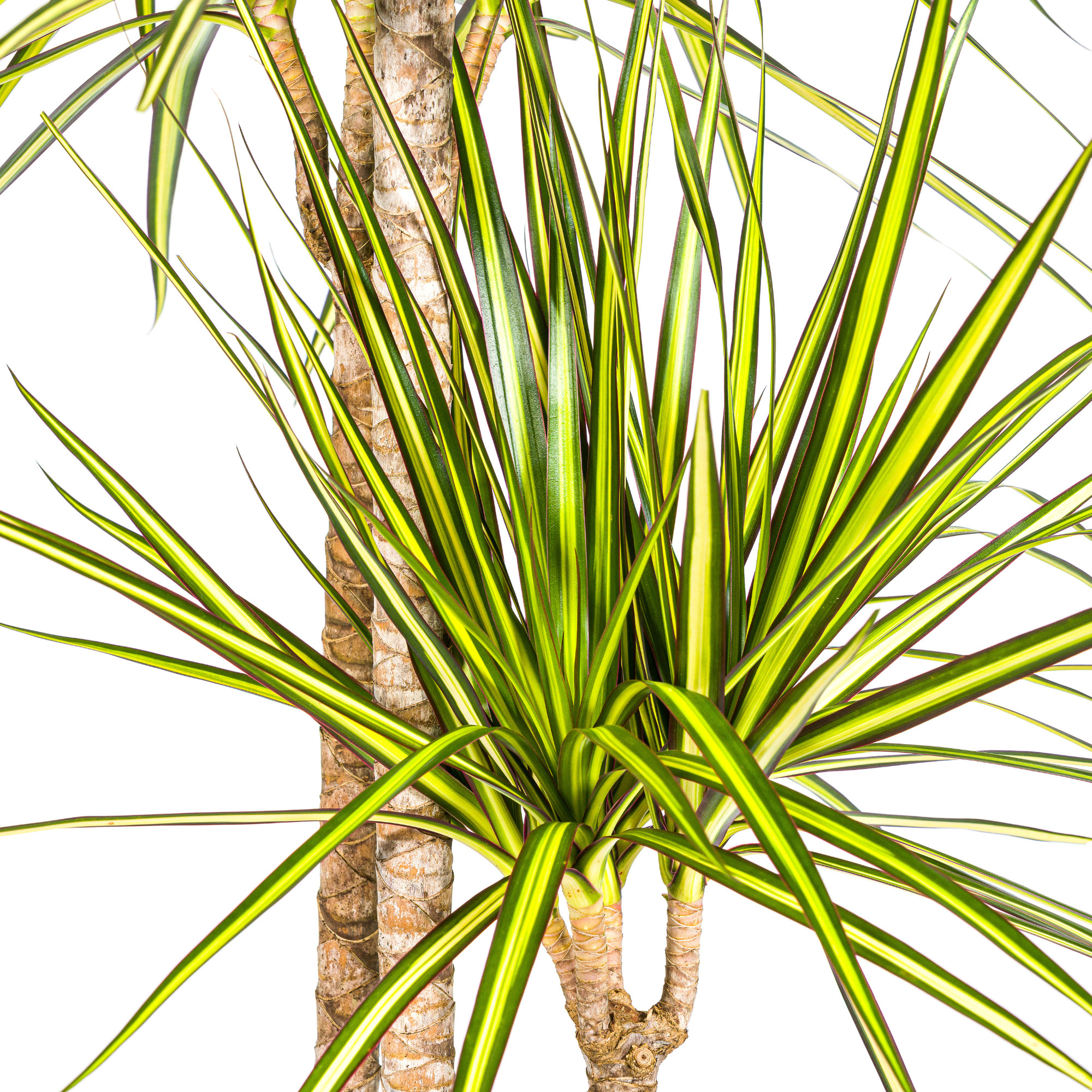 Dracaena Marginata Sunray met mand Ø24cm - ↕130 - 150cm