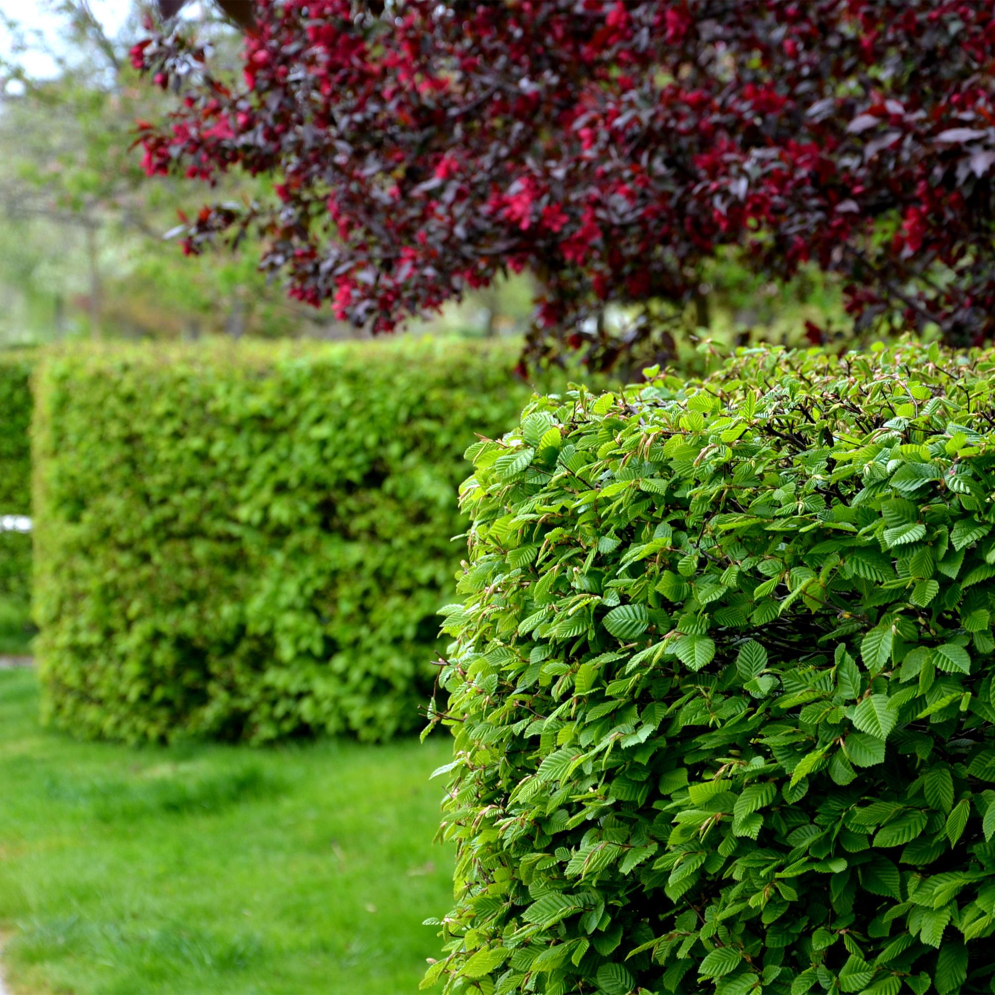 Carpinus betulus -  blad groen - 6 planten - 1 strekkende meter - bladverliezend - pot 17cm hoogte 55cm