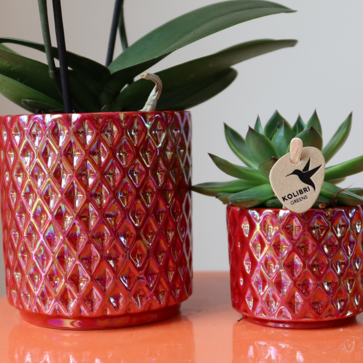 Orchidée Kolibri | Orchidée phalaenopsis rouge Congo + Pot Diamond Pearl rouge - diamètre du pot : 9 cm | Plante d'intérieur fleurie - Directement du producteur