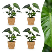 Monstera Deliciosa - Gatenplant - 4x - met Mand - Pot 12cm - Hoogte 30cm