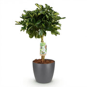 Schefflera Gold Capelle - Vingerboom - met Potter Grijs - Pot 21cm - Hoogte 70-80cm