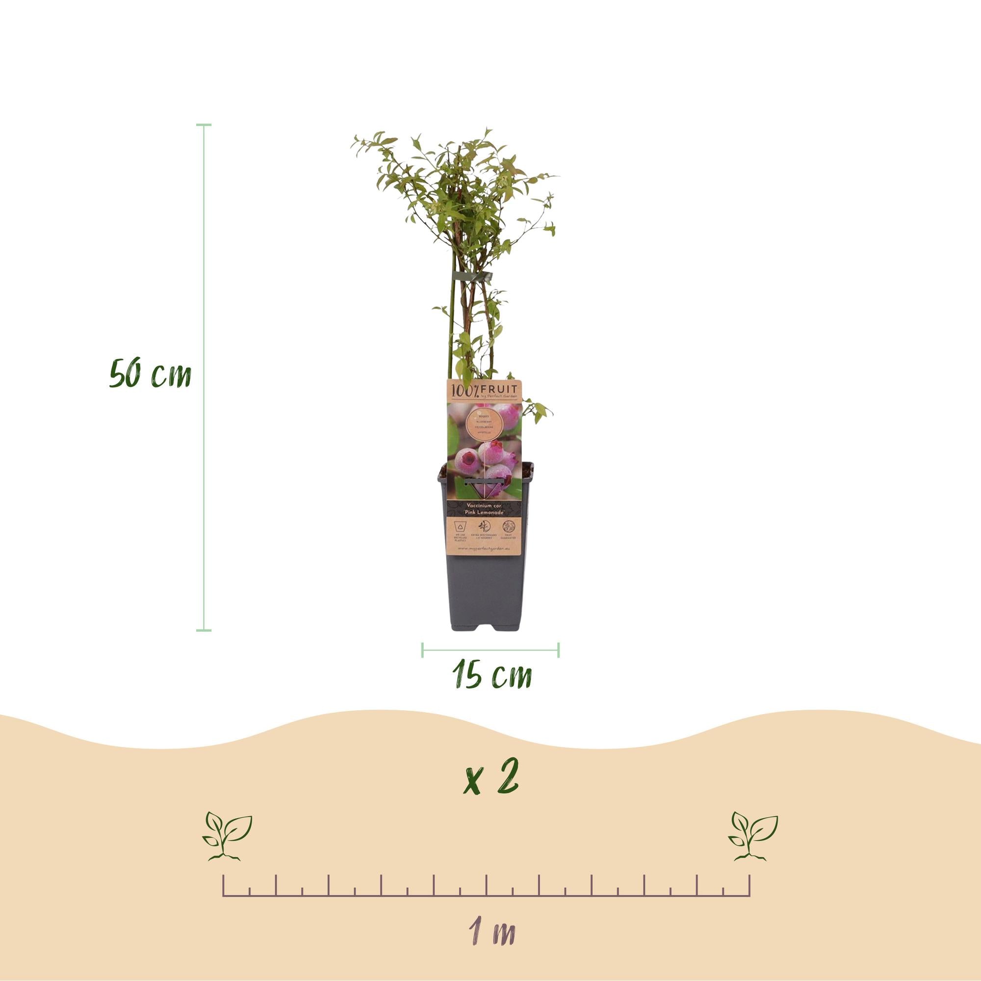 Vaccinium cor. Pink Lemonade - Roze Bosbes - Winterhard - Roze Bes - 2 Planten - Pot 15cm - Hoogte 50cm