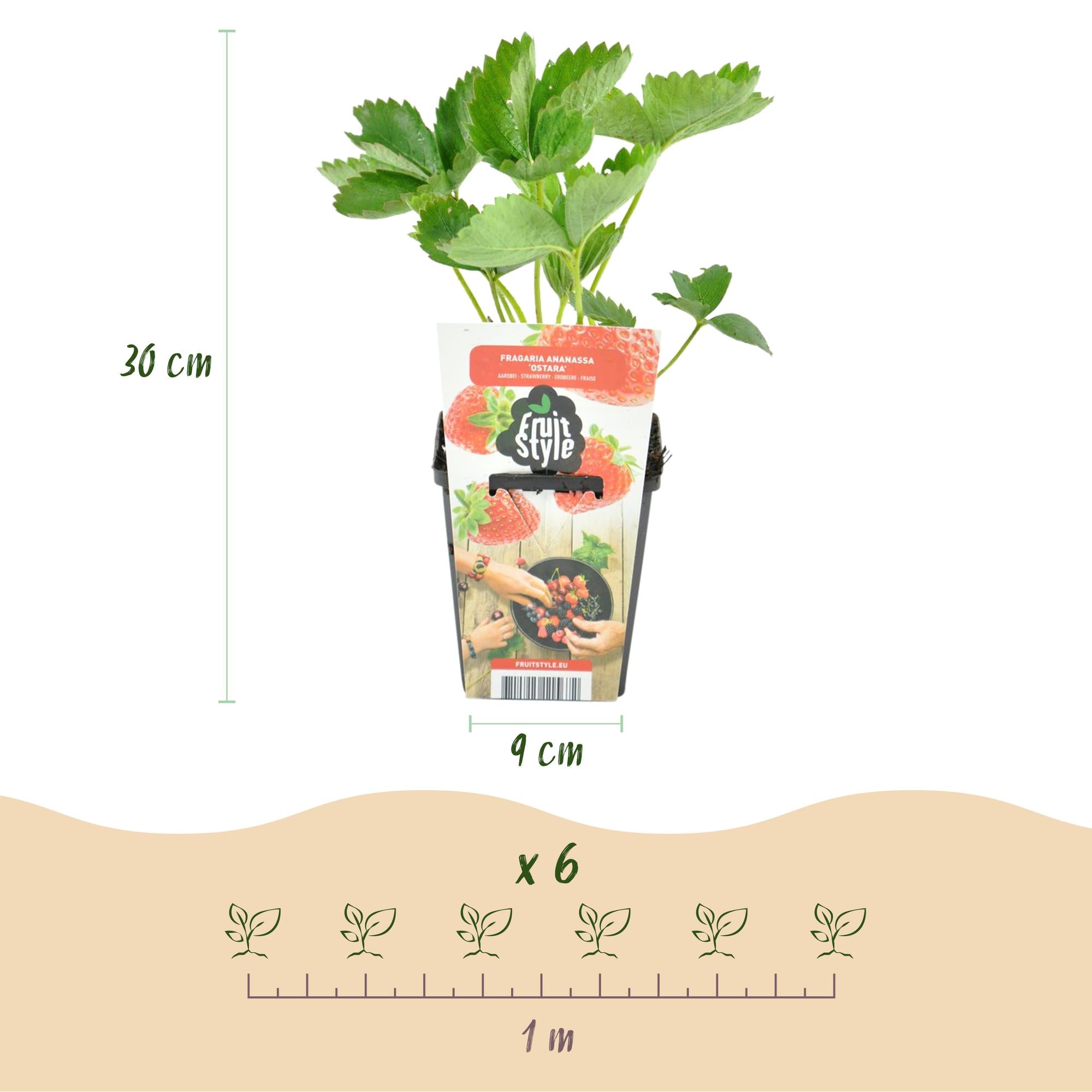 Aardbei - Fragaria Elvira - Winterhard - 6 Planten - Pot 9 cm - Rode Aardbei
