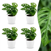 Monstera Adansonii - Rhaphidophora Tetrasperma - 4 Planten - met Potter Wit - Pot 12cm - Hoogte - 25cm