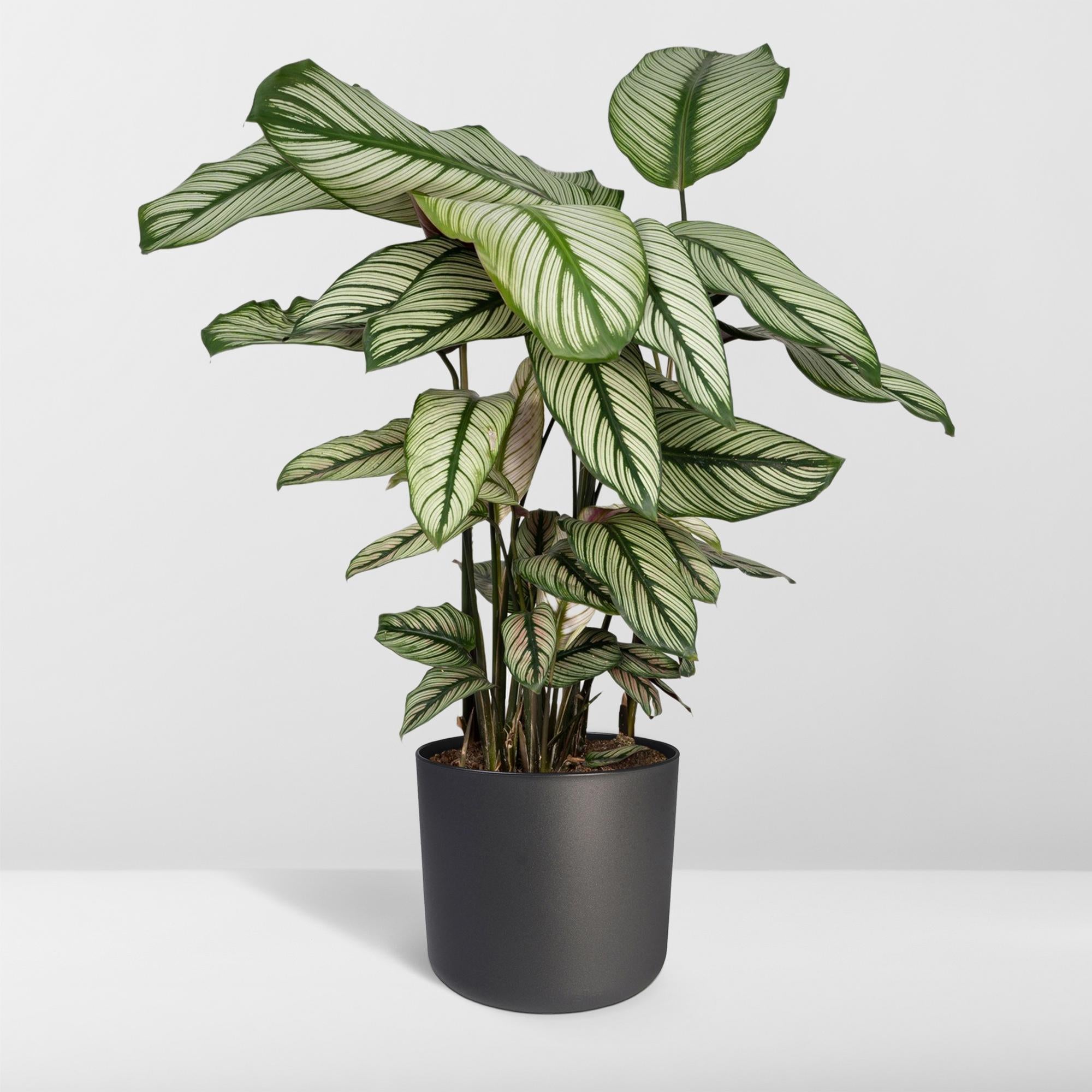 Calathea Whitestar – Pfauenblume – Ø 19 cm – ↕ 50 cm