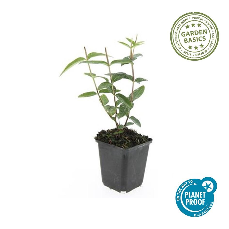 24x Hypericum inodorum - ↕10-25cm - Ø9cm