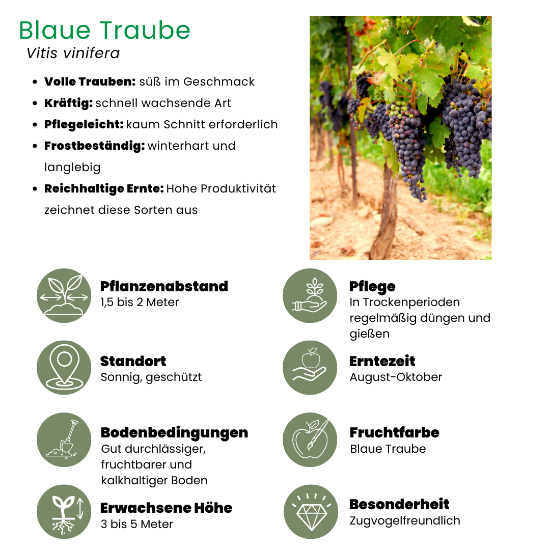 6 Bio-Brombeerpflanzen – Ø 13 cm – ↨ 20 cm