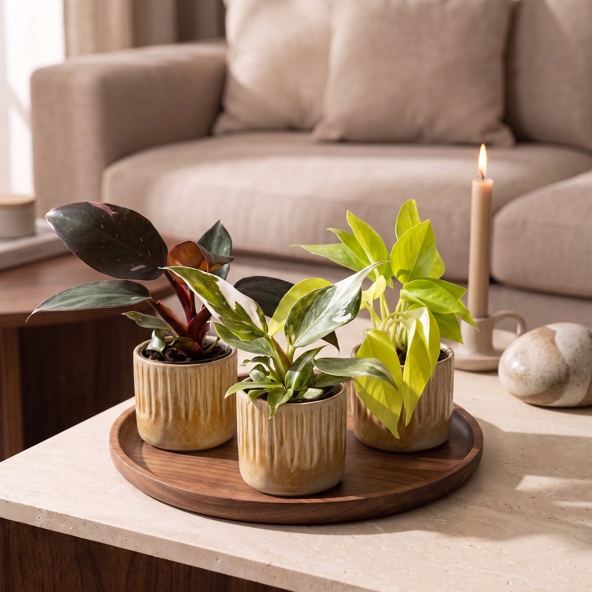Baby Philodendron Tricolour 3x - Wit - Roze - Geel - Groen - Tropisch - incl. Linnea Honey - Ø6cm - ↕10-15cm