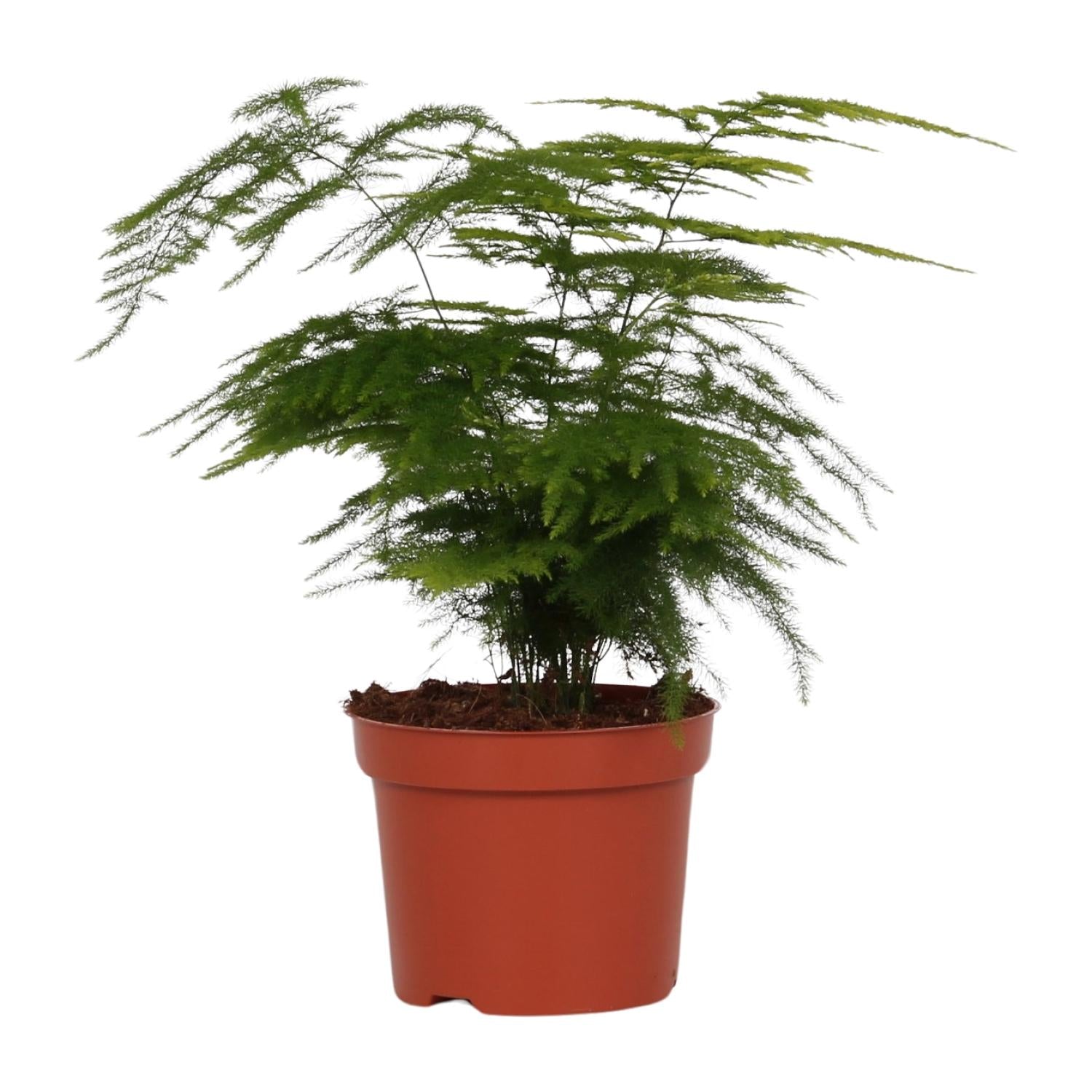 Spargel Setaceus - Ø12cm - ↕35cm
