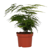 Spargel Setaceus - Ø12cm - ↕35cm