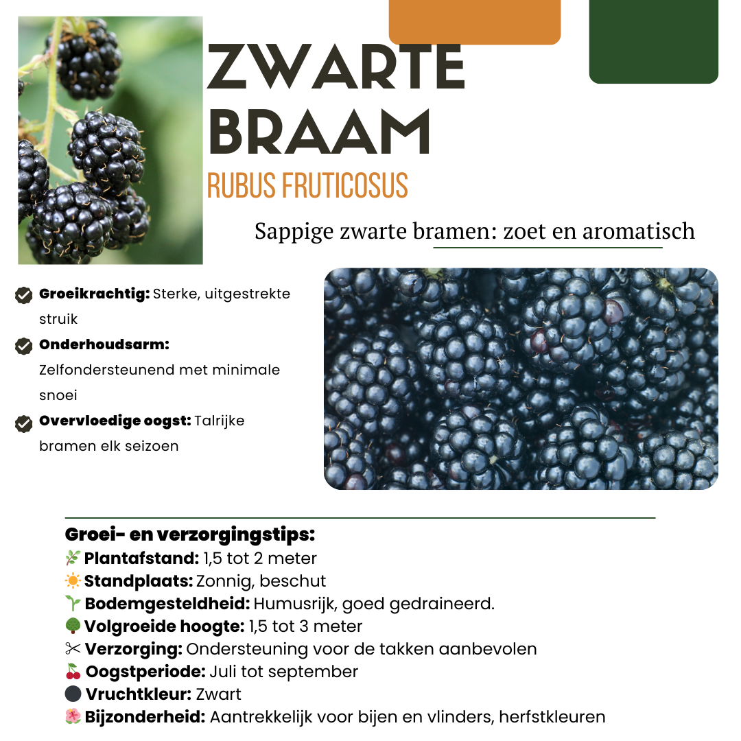 « Trio de douces récoltes » Mélange de 3 plants de fruits biologiques de variétés différentes