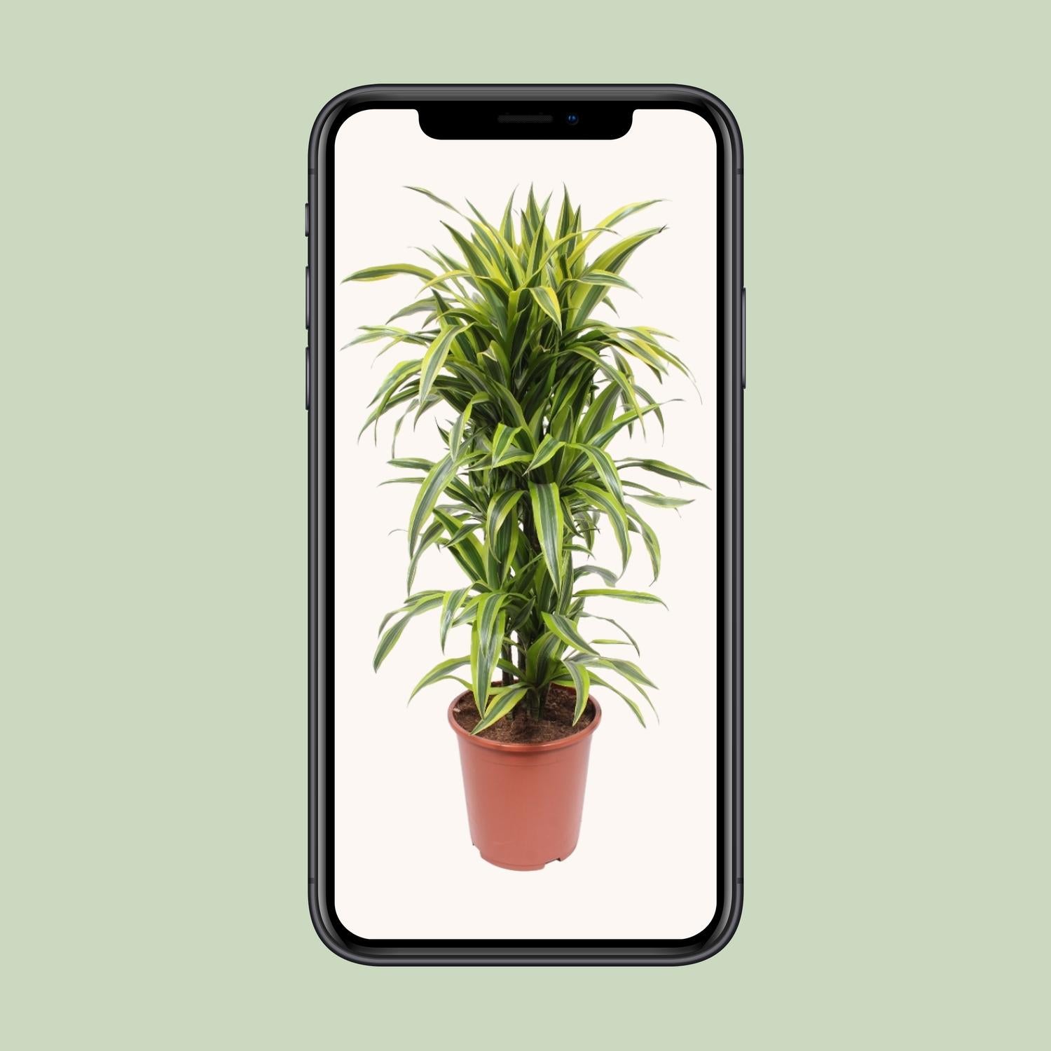 Dracaena Citron Vert - Ø27cm - ↕110cm