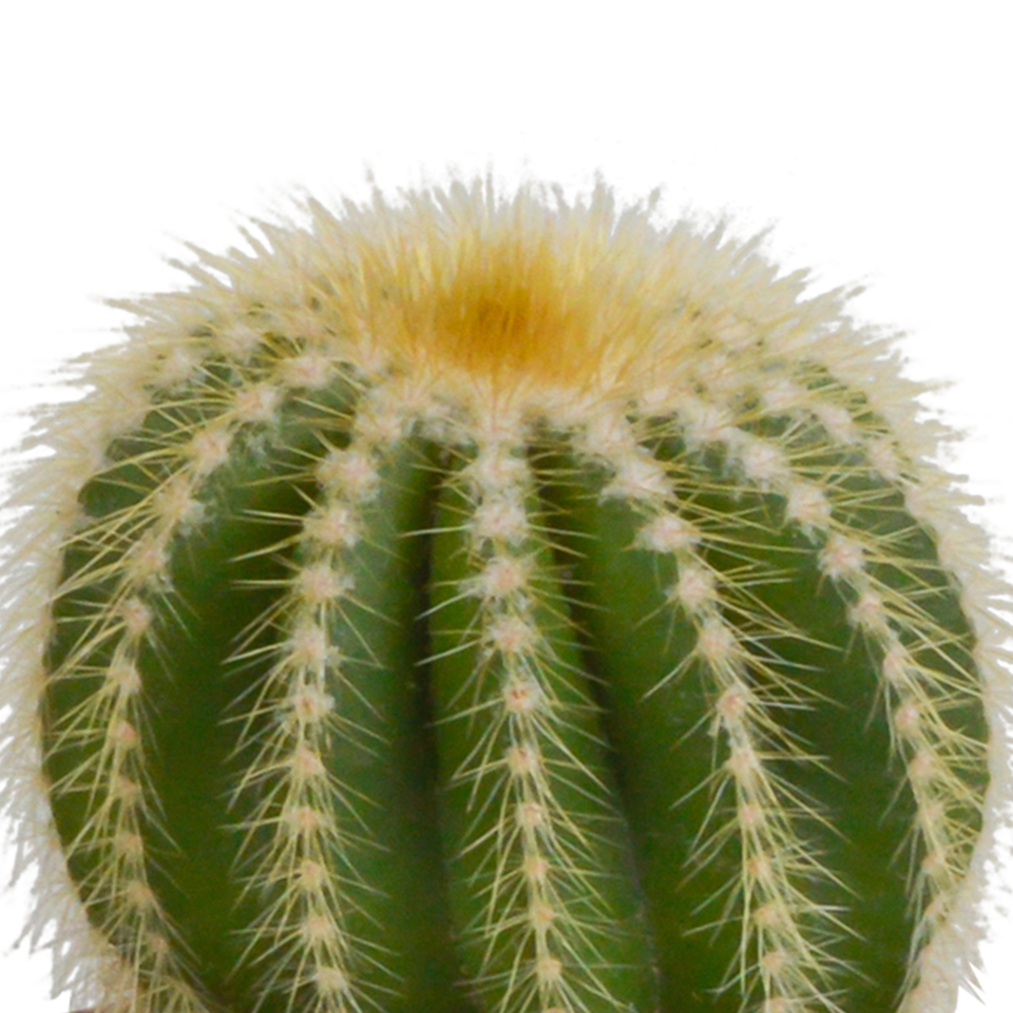 Mélange pour cactus 8,5 cm - 3x - en pot blanc