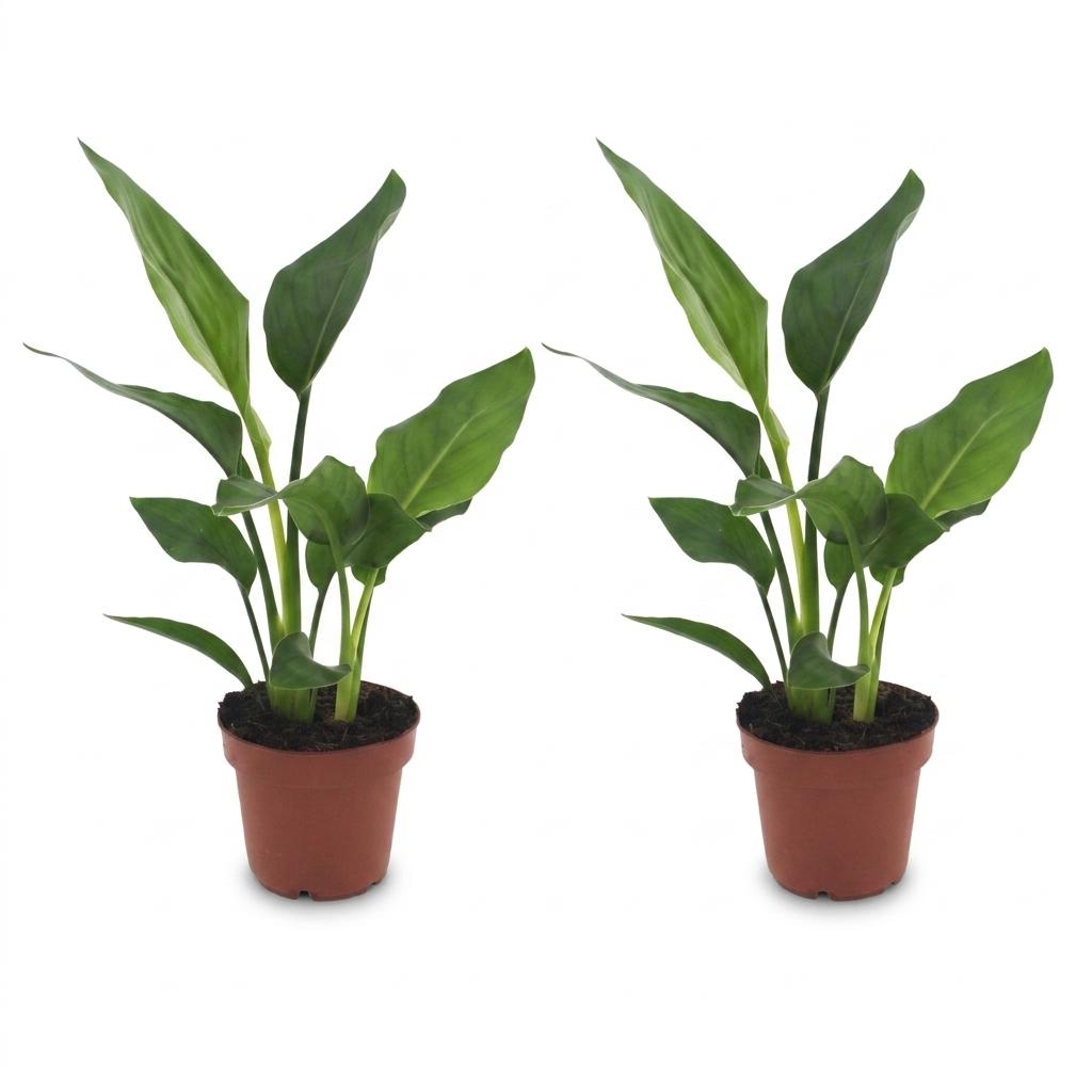 Strelitzia Reginea - Paradijsvogelbloem - 2x - Pot 12cm - Hoogte - 35cm