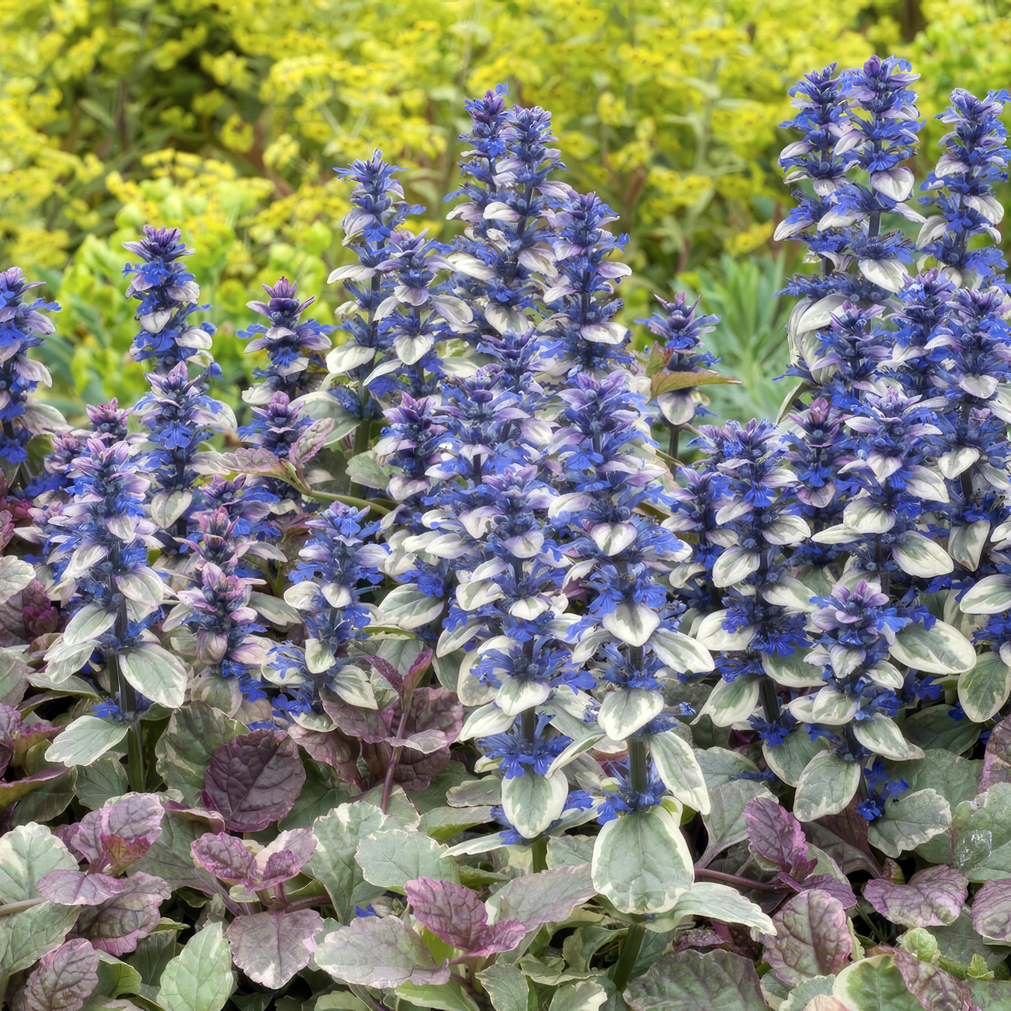 24x Ajuga reptans 'Burgundy Glow' - ↕10-25cm - Ø9cm