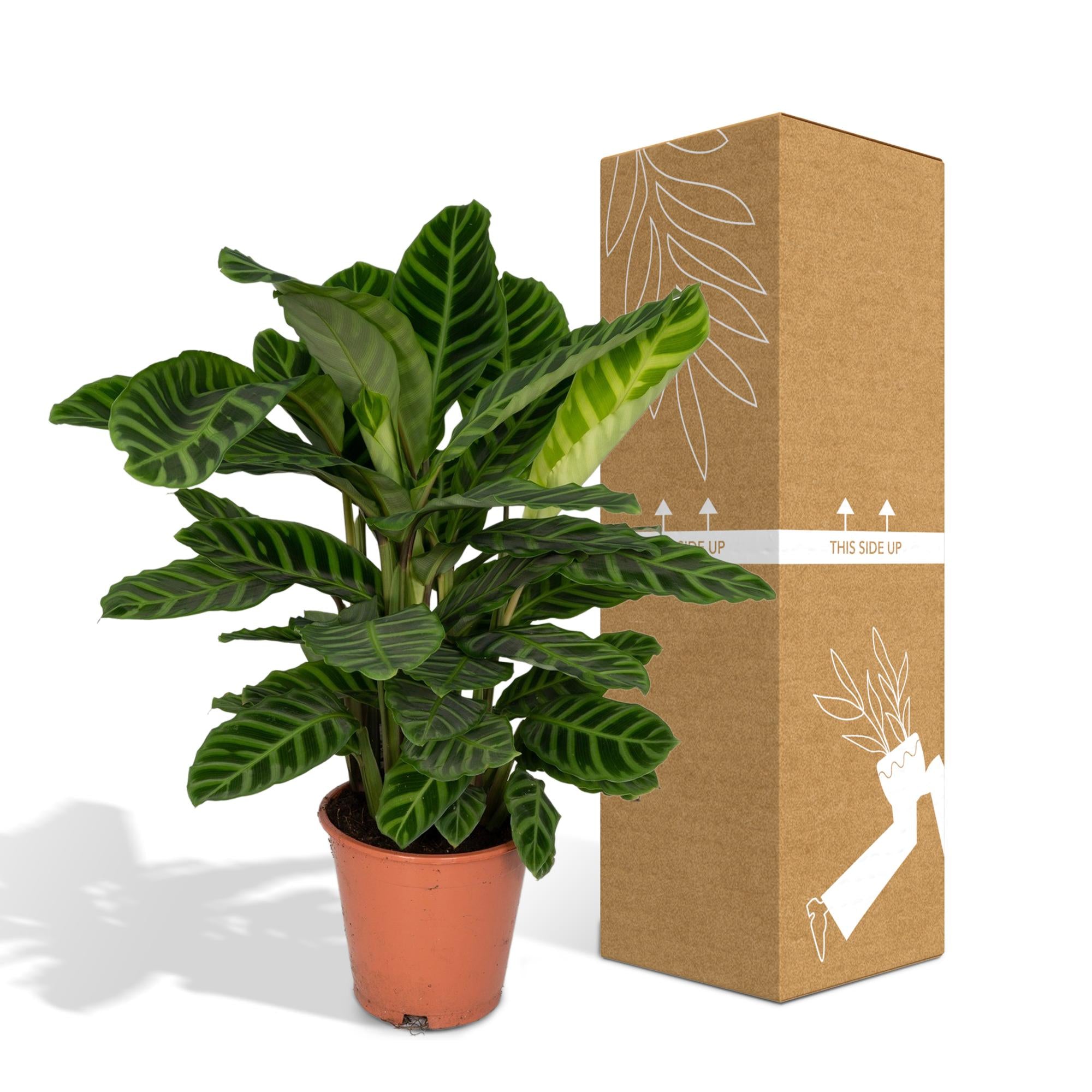 Calathea Zebrina - Pianta di pavone - Ø19cm - ↕80cm