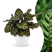 Calathea Makoyana - Pauwenplant - met Potter Wit - Pot 12cm - Hoogte - 25cm