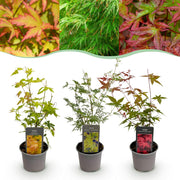 Acer palmatum Tricolour - Rood-Groen-Oranje  - 3 Planten - Blad verliezend - Weinig Onderhoud - Pot 12cm Hoogte 35cm