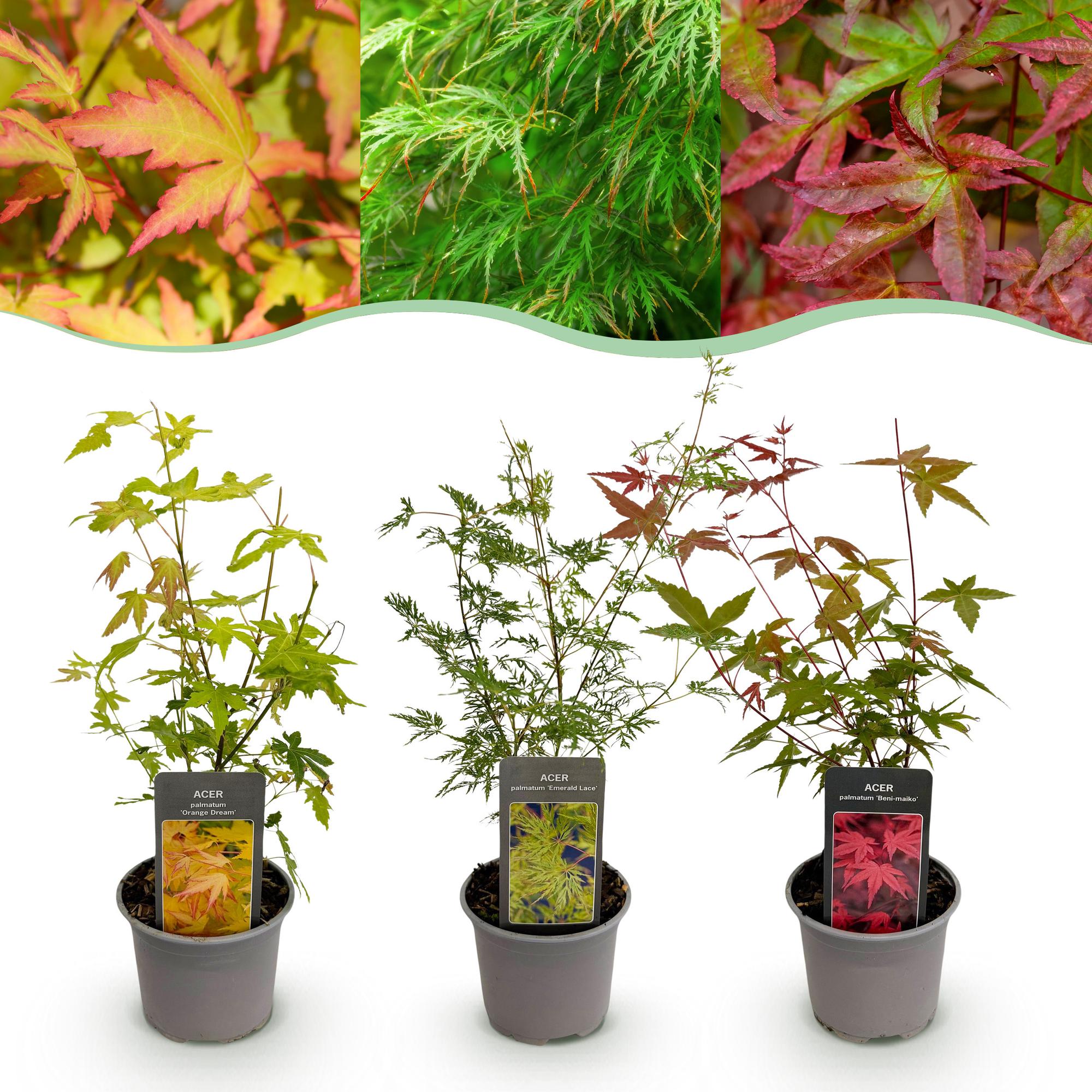 Acer palmatum Tricolour - Rood-Groen-Oranje  - 3 Planten - Blad verliezend - Weinig Onderhoud - Pot 12cm Hoogte 35cm
