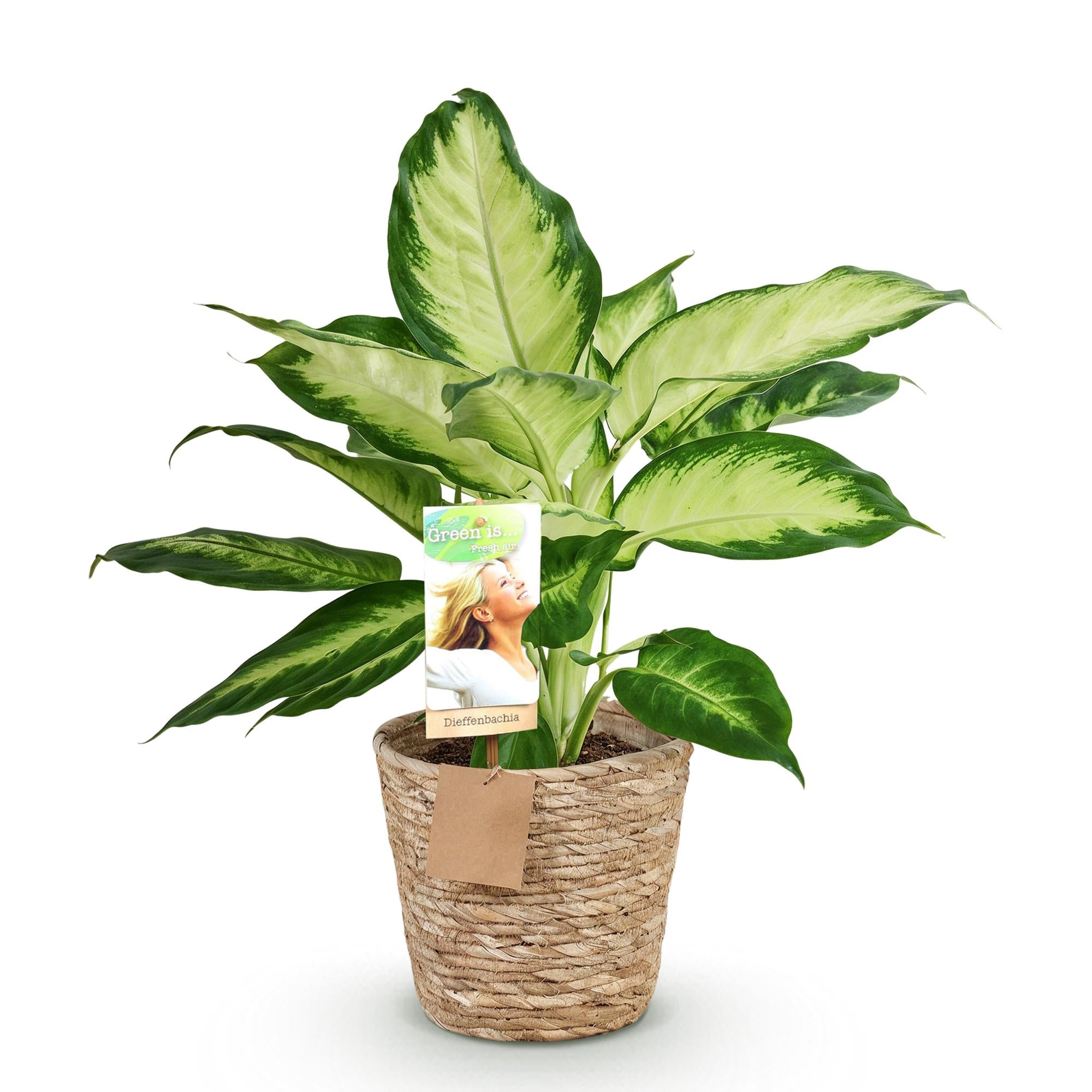 Diefenbachia Camilla - Weinig onderhoud - met mand - Groen - 1 Plant - Pot 17cm - Hoogte 45-50cm