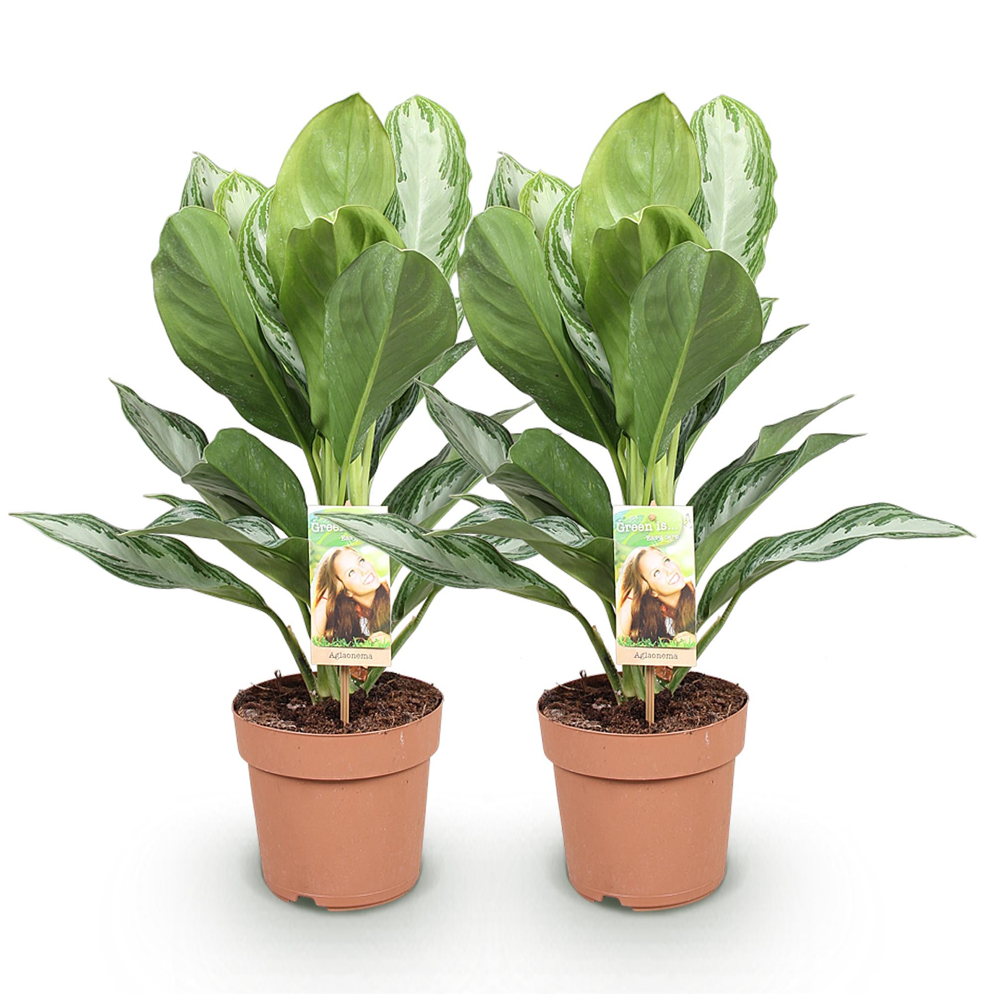 Aglaonema Silver Bay - Zilverblad - Weinig onderhoud - Groen - 2 Planten - Pot 17cm - Hoogte 70-75cm