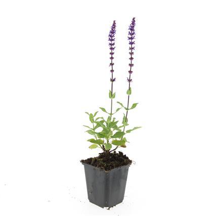 48x Salvia nem. 'Caradonna' - ↕10-25cm - Ø9cm