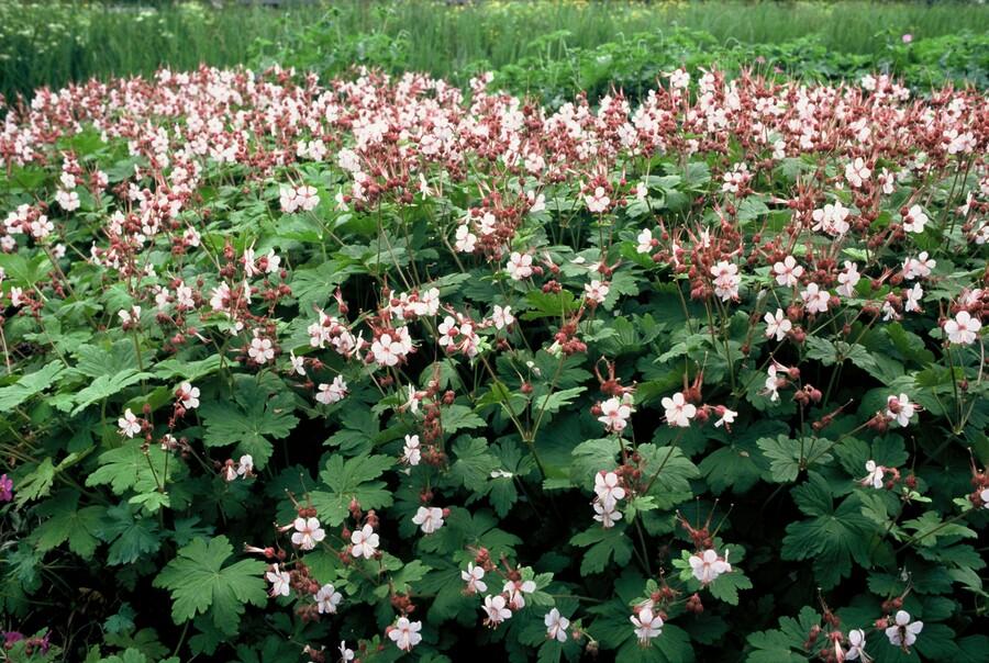 12x Geranium macr. 'Spessart' - ↕10-25cm - Ø9cm