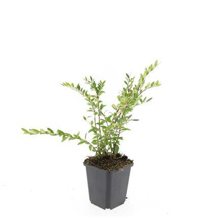 24x Lonicera pileata - ↕10-25cm - Ø9cm