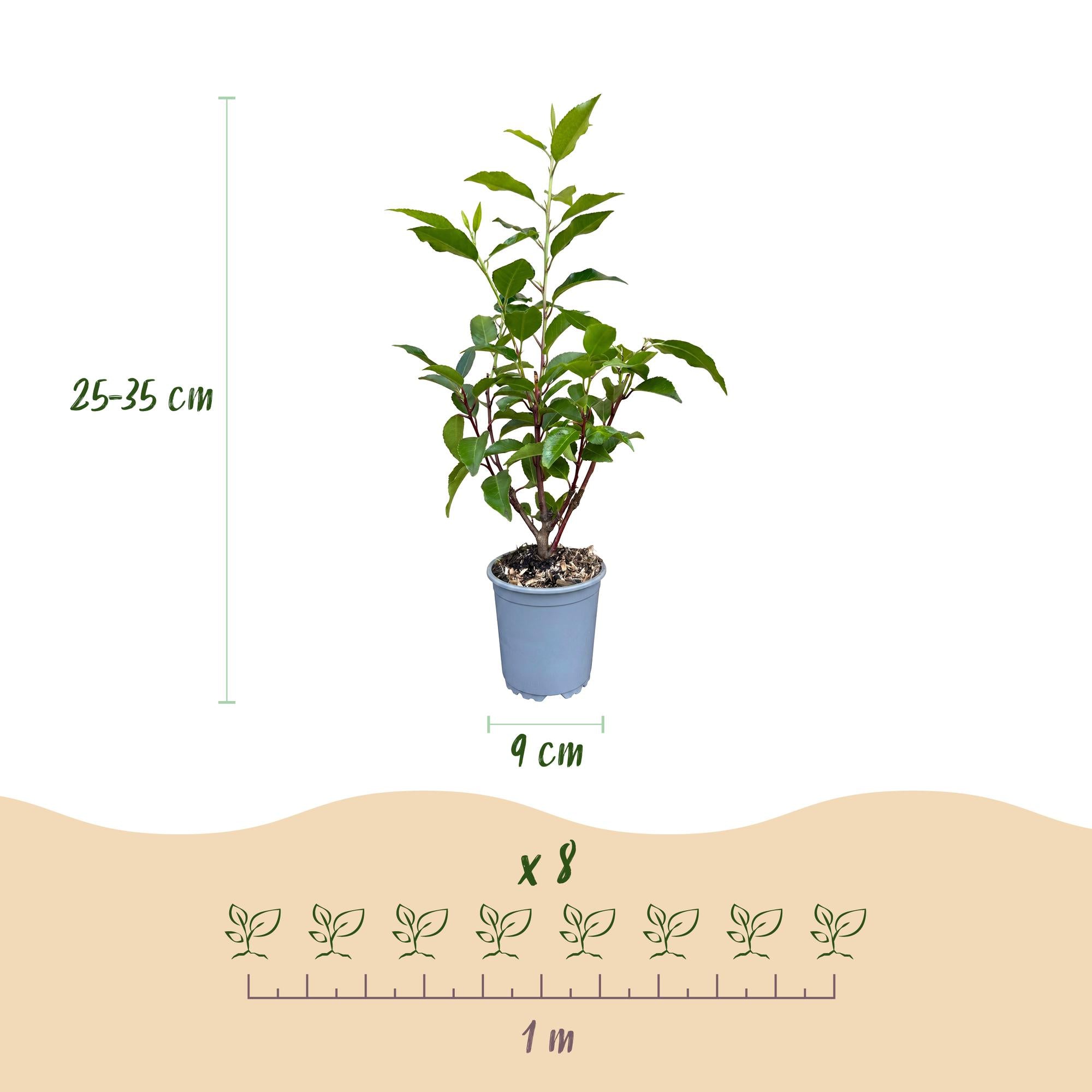 Prunus lusitanica Angustifolia - Portugese Laurier 16x - Haagplanten - Groenblijvend - Groen - Pot 9cm - Hoogte 25-35cm