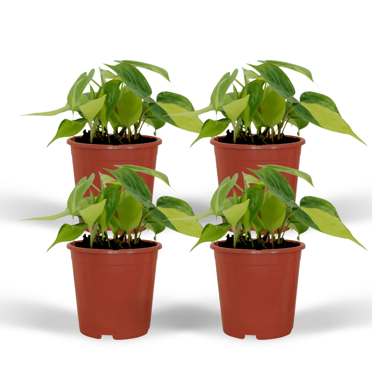 Philodendron Scandens Brasil - 4 pezzi - Ø12cm - ↕15cm