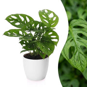 Monstera Adansonii - Rhaphidophora Tetrasperma - met Potter Wit - Pot 12cm - Hoogte - 25cm