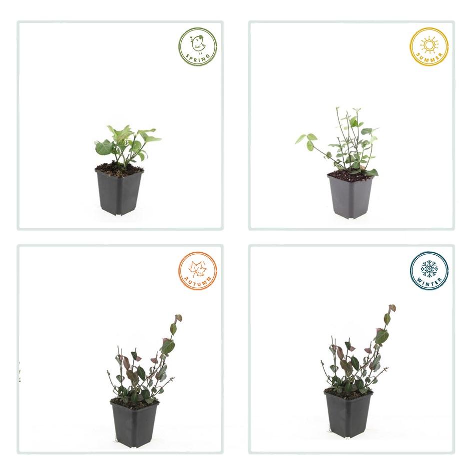 24x Euonymus fort. 'Coloratus' - ↕10-25cm - Ø9cm