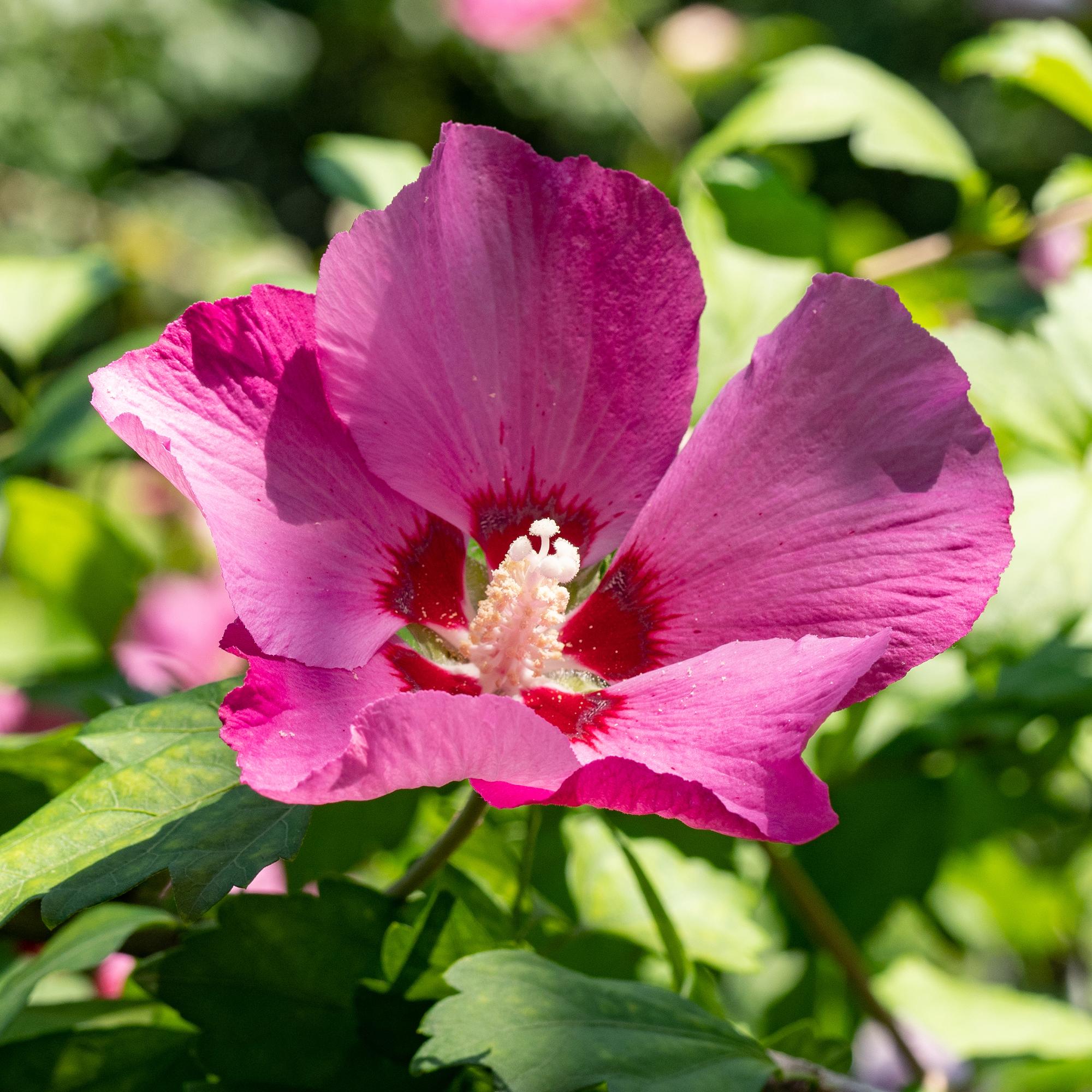 Green boutiQ – Sträucher – Hibiscus syriacus 'Woodbridge' – Blüte: Rosa – 1 Pflanze – Laubabwerfend – Pflegeleicht – Topf: 17 cm, Höhe: 45 cm