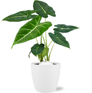 Alocasia Frydek - Ø12cm - ↕35cm + Pot Brussels D13,5x12,5cm - Blanc