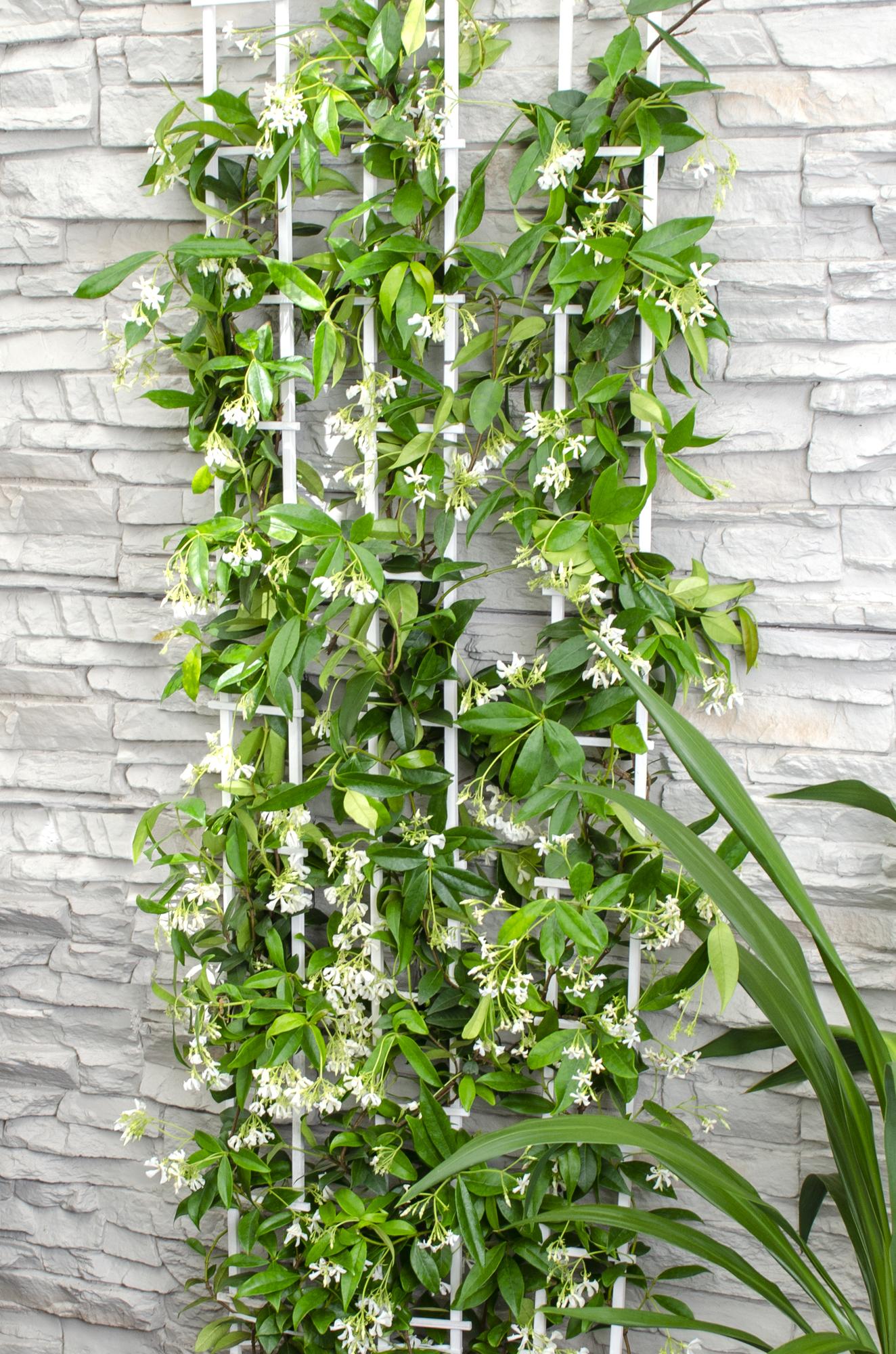 2x - Trachelospermum 'Stella di Venezia' - ↨65cm - Ø15