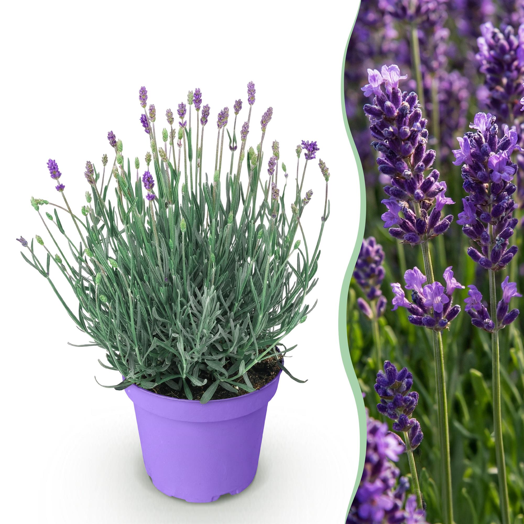 Lavandula angustifolia Munstead - Lavendel - Winterhard - Paars - 1 Plant - Pot 12cm - Hoogte 20-25cm