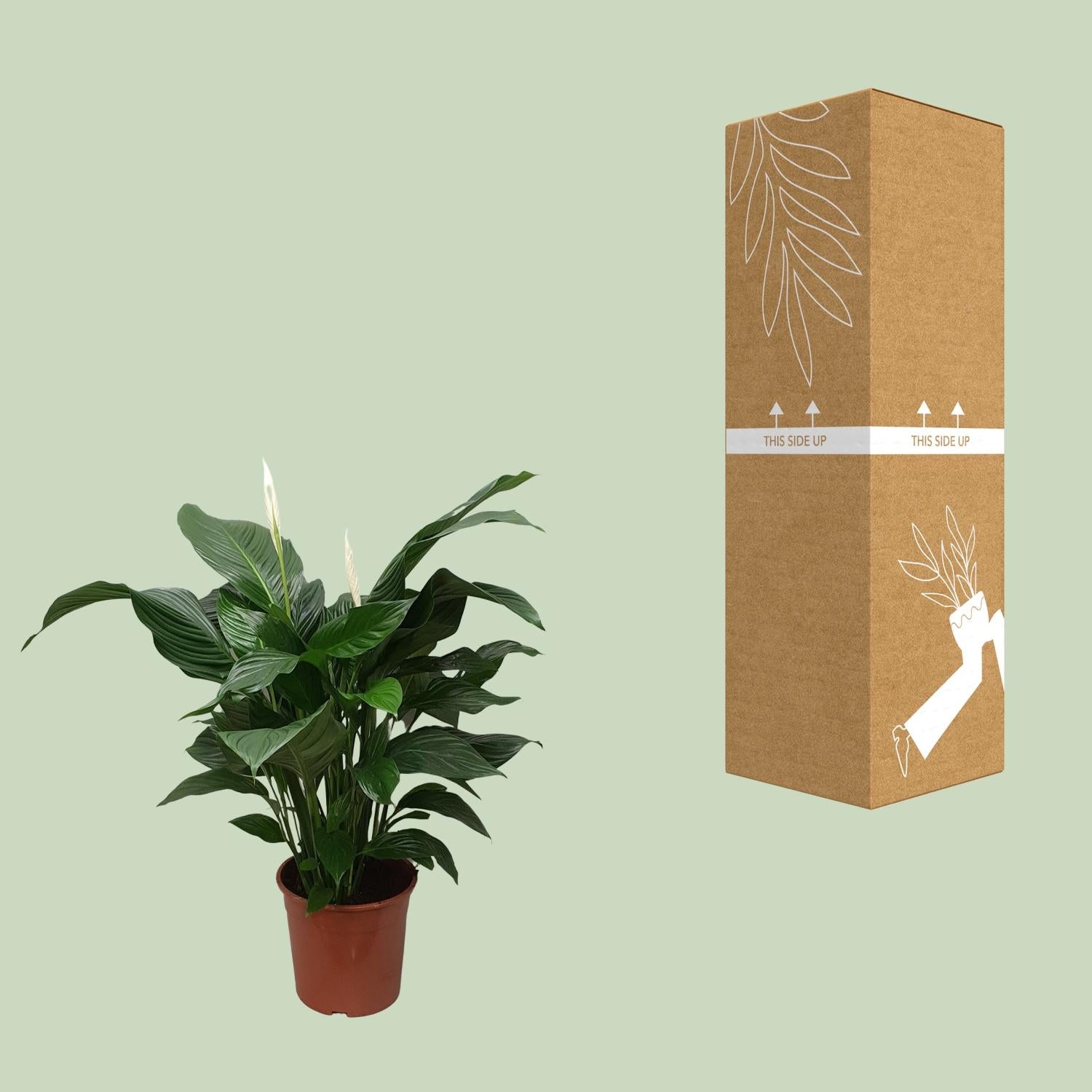 Spathiphyllum Dulce Silvana - Ø24cm - ↕80cm