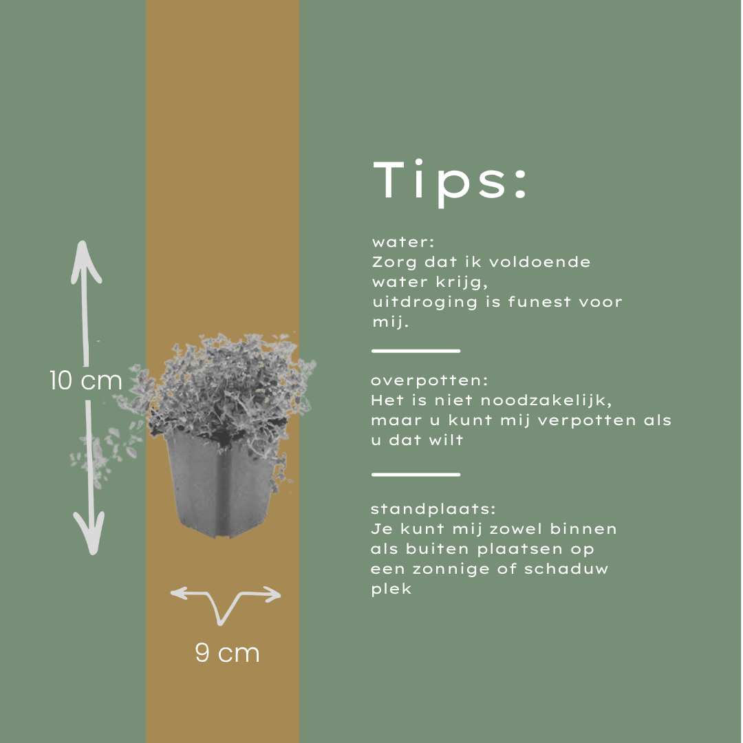 12x thymus serpyllum - ↕10-25cm - Ø9cm
