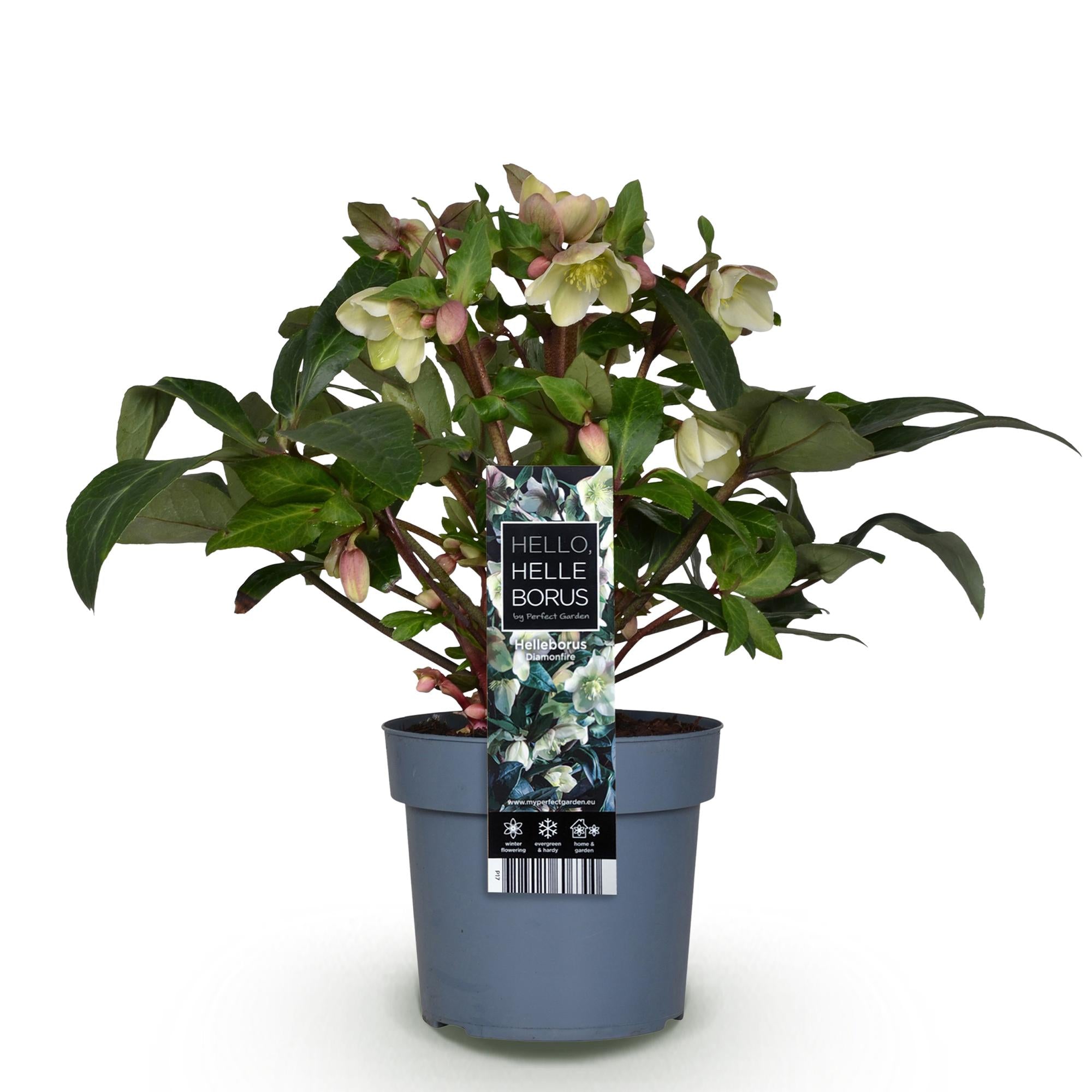 Lenten Rose - Helleborus Diamfire - Groene Bloem - Groenblijvend - Pot 19cm Hoogte 40cm