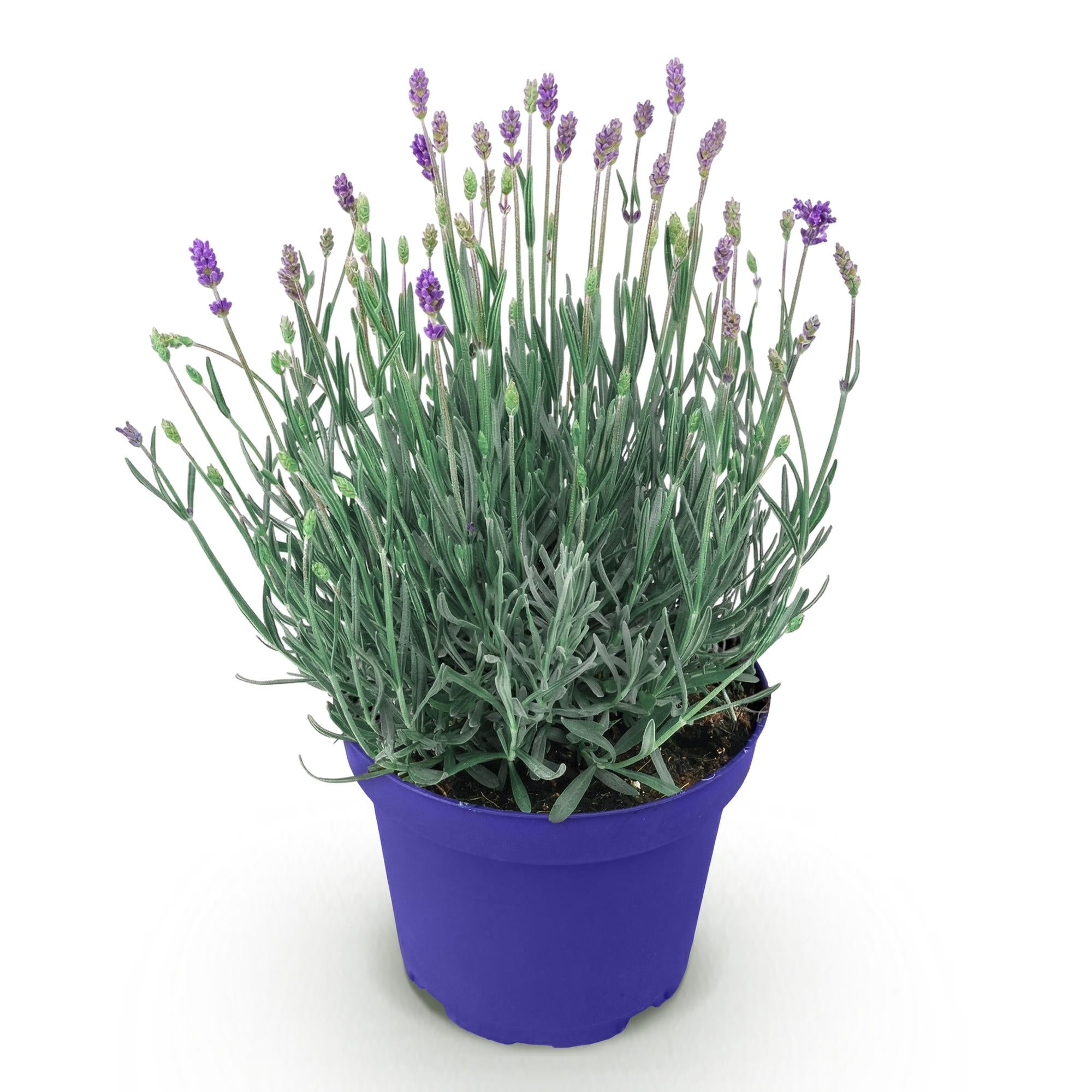 Lavandula angustifolia Hidcote - Lavendel - Winterhard - Paars - 1 Plant - Pot 12cm - Hoogte 20-25cm
