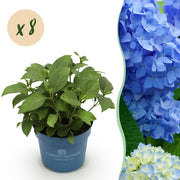 Hydrangea Endles Summer The Orginal Blue - Hortensia - Winterhard - Blauw - 8 Planten - Pot 14cm - Hoogte 20-25cm