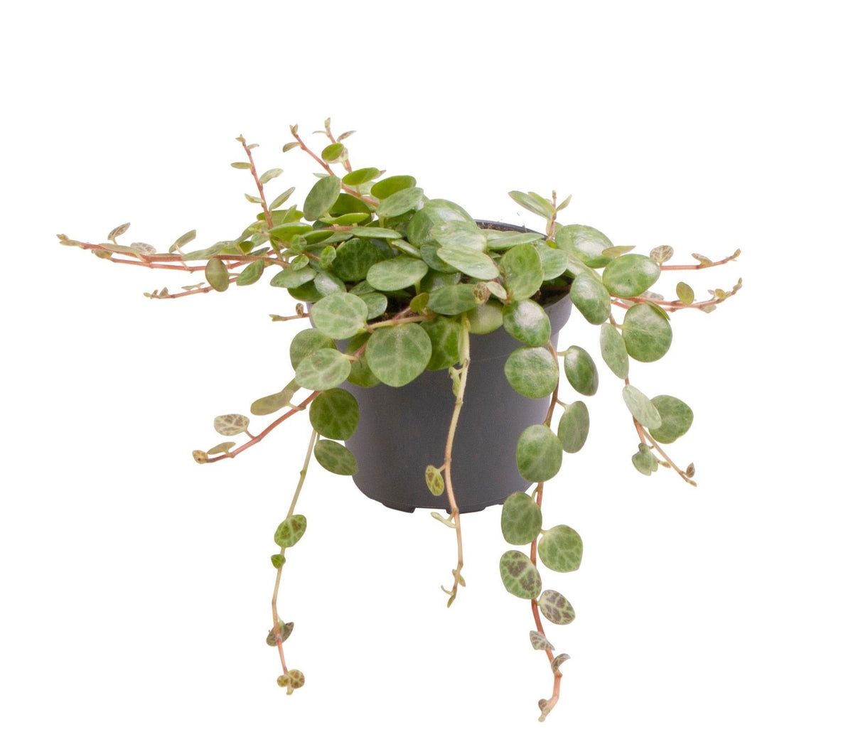 Peperomia Prostrata - Schildpadpeperomia - Groen - Tropisch - Ø6cm - ↕6cm