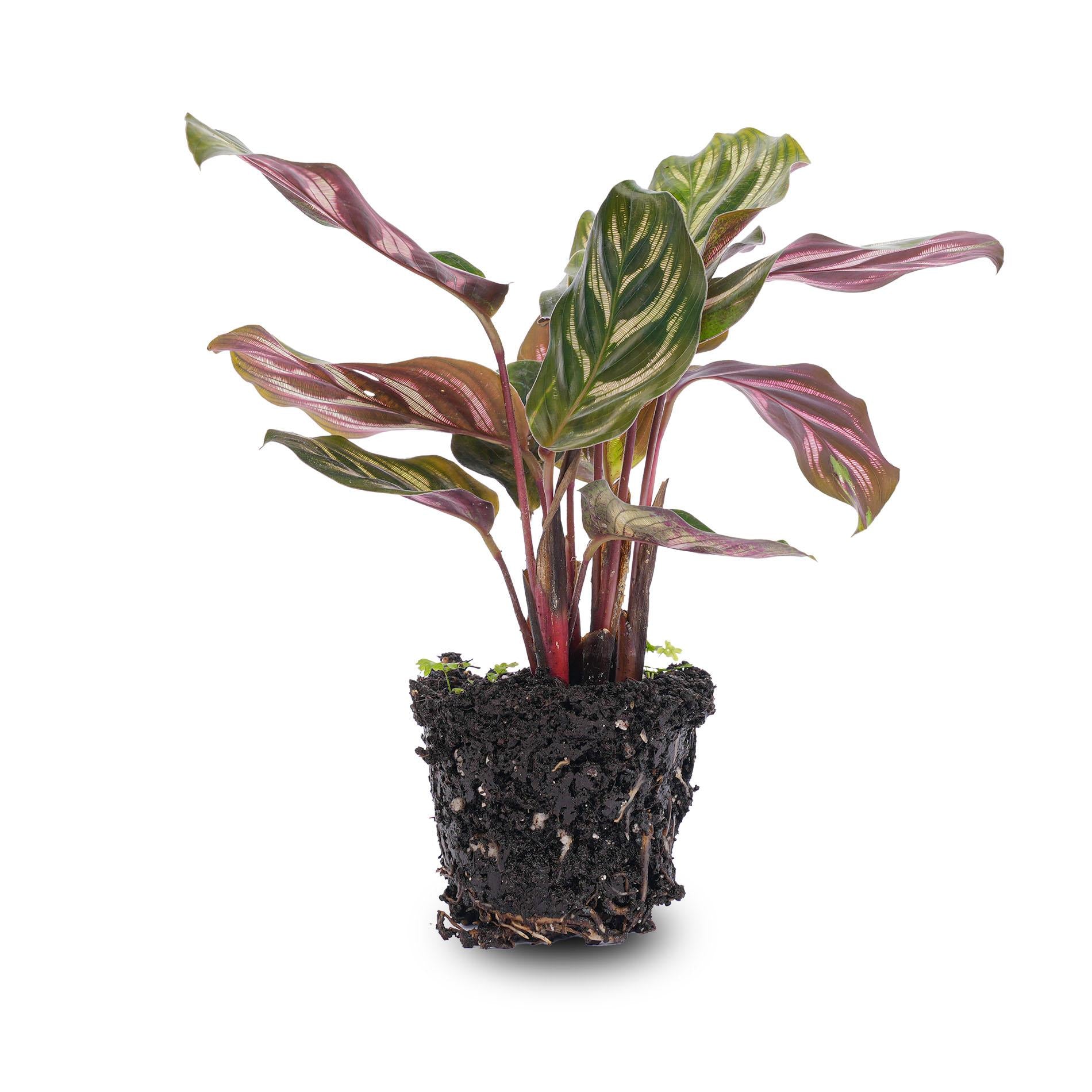 Calathea Makoyana - Plante Paon - Plante pour Terrarium - Pot de 6 pouces