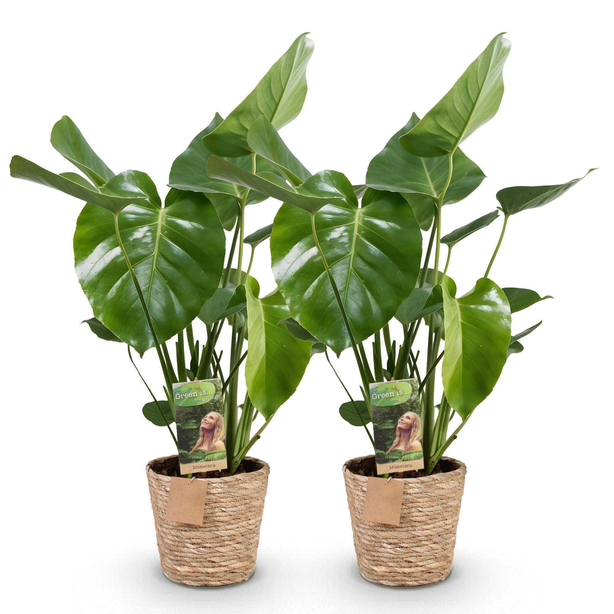 Monstera Deliciosa - Gatenplant - met mand - Pot 17cm - Hoogte 50-55cm 2x