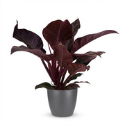 Philodendron Imperial Red - Rood - Weinig onderhoud - 1 Plant - met Potter Grijs - Pot 19cm - Hoogte 60cm