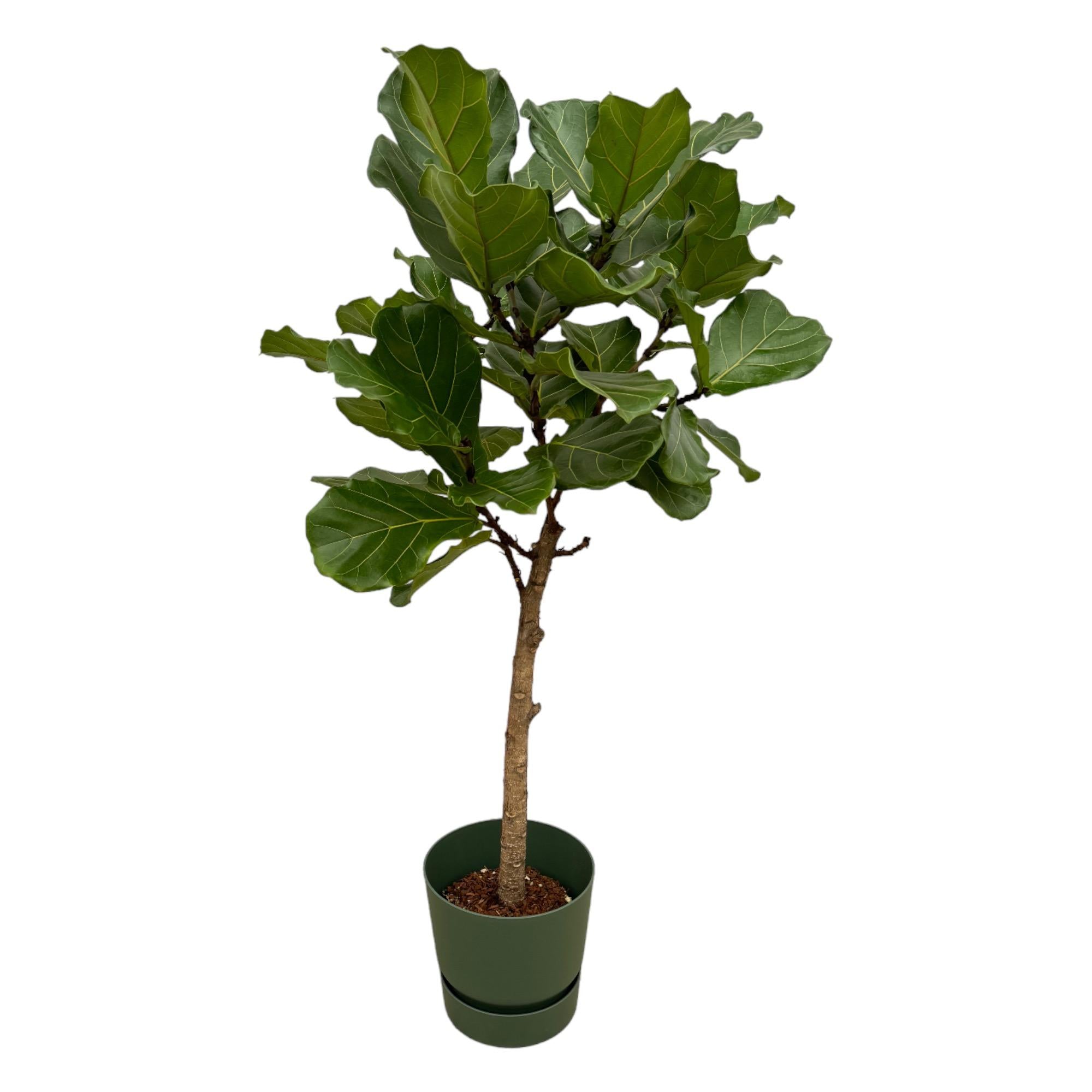 Ficus Lyrata Stamm einschließlich elho Greenville Rund grün - 160 cm - Ø30