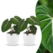 Philodendron Gloriosum - 2x - met Potter Wit - Pot 12cm - Hoogte 25cm