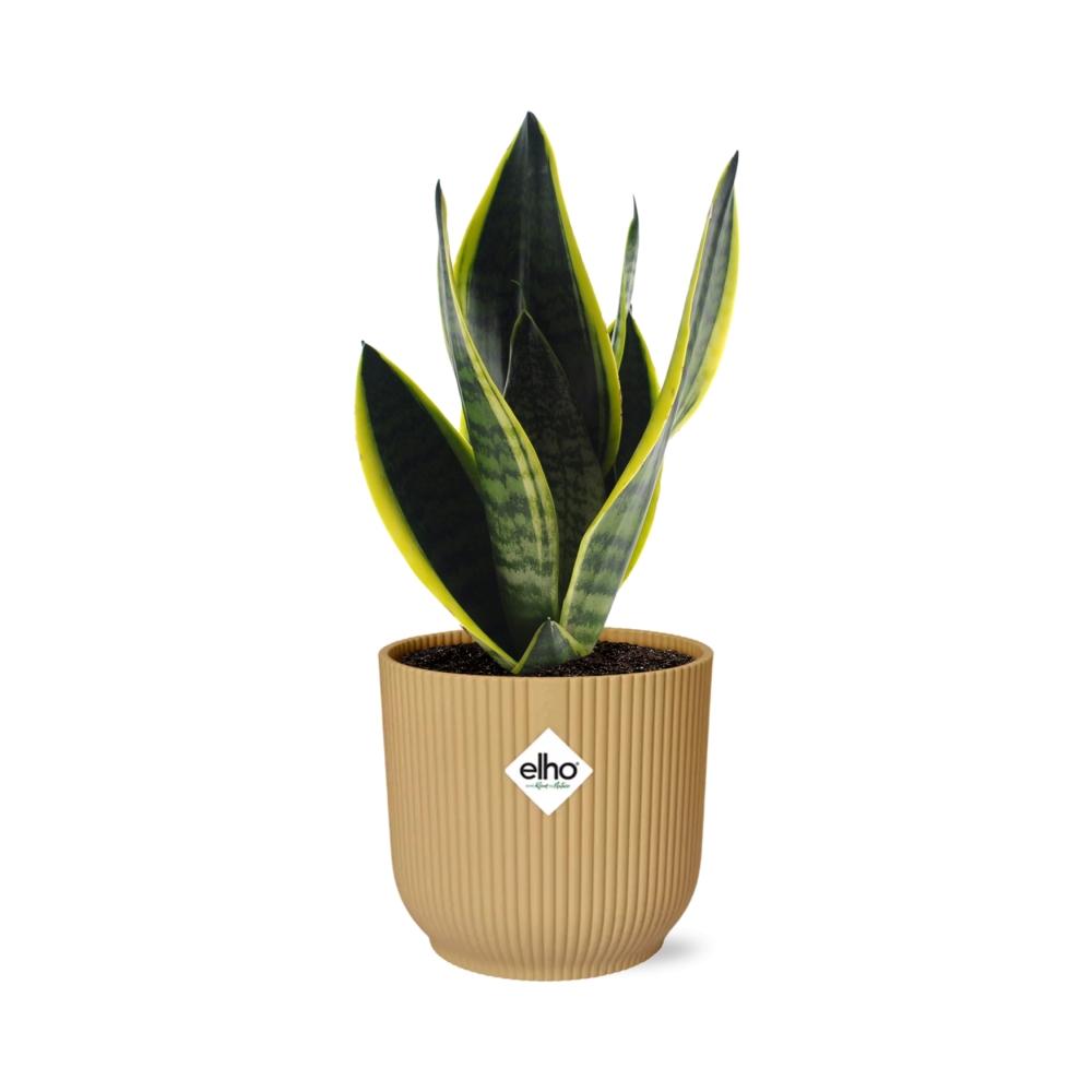 Sansevieria Futura Superba in ELHO Vibes Fold 14 cm gelb