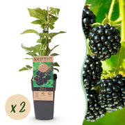 Rubus occ. Black Jewel - Bramenplant - Winterhard - Zwarte Braam - 2 Planten - Pot 15cm - Hoogte 50cm