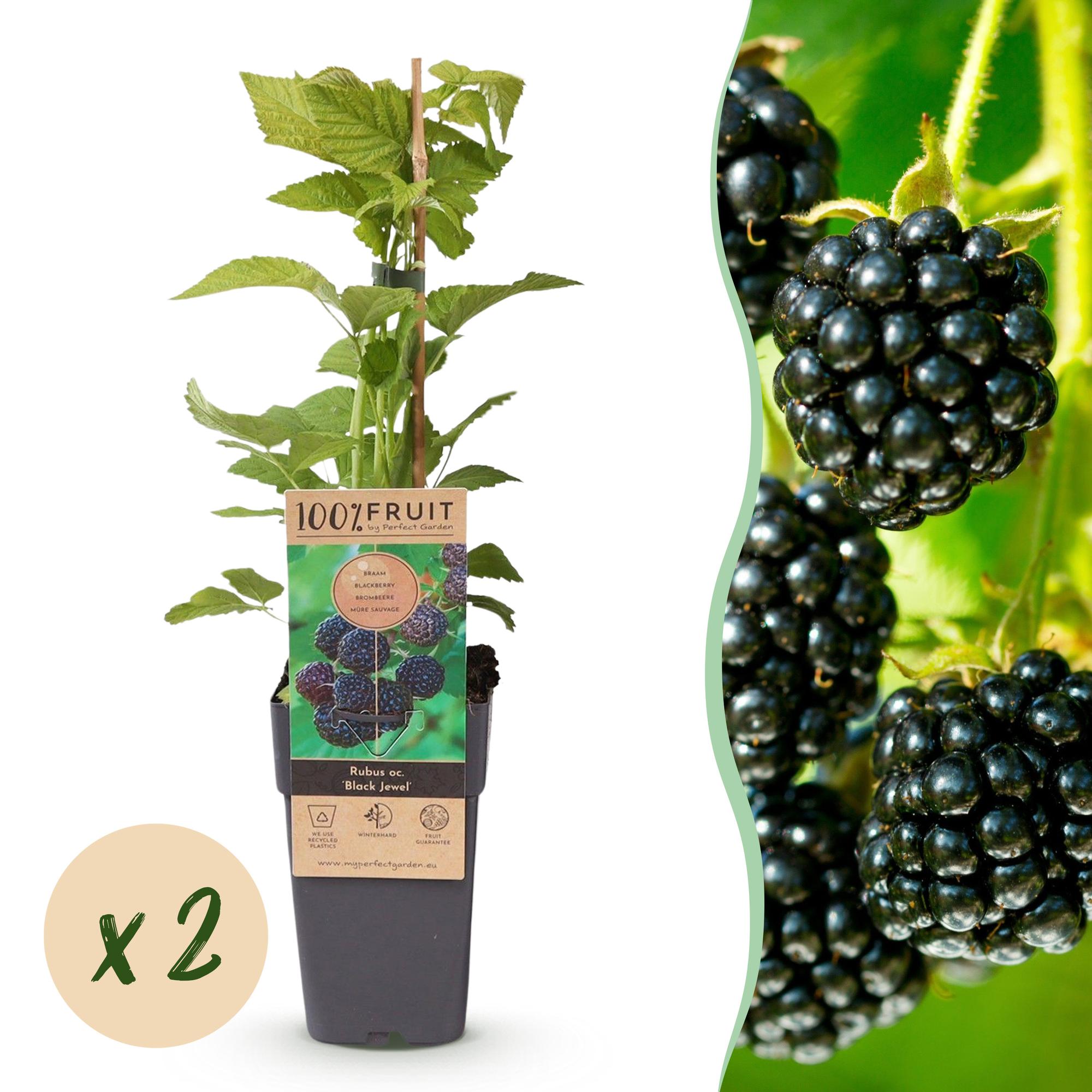 Rubus occ. Black Jewel - Bramenplant - Winterhard - Zwarte Braam - 2 Planten - Pot 15cm - Hoogte 50cm